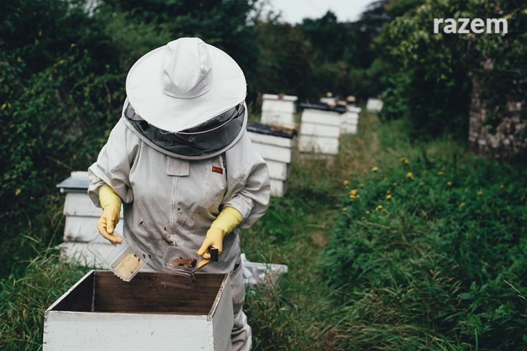 Pytam o&nbsp;ochronę pasiek przed&nbsp;skutkami stosowania oprysków pestycydami