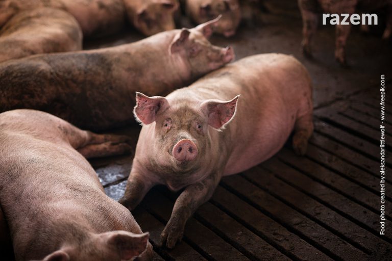 Sprawa Pamso Pabianice: co&nbsp;wykazały kontrole i&nbsp;jak wygląda nadzór ubojniami?