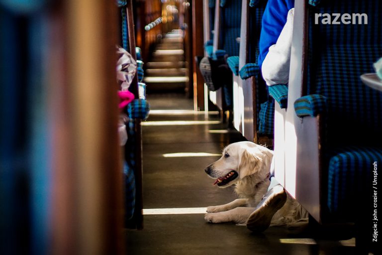 W pociągu z psem? Posłanka Matysiak pyta resort