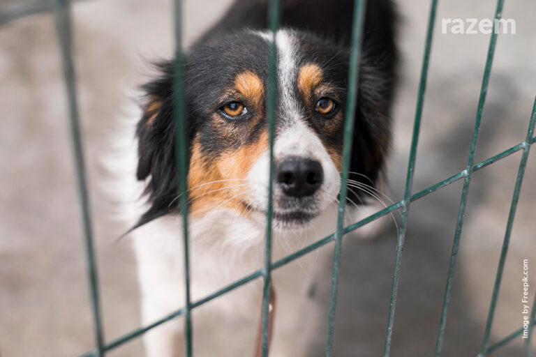 Zamkną schronisko dla zwierząt w&nbsp;Łęczycy? Posłanka sprawdza sytuację