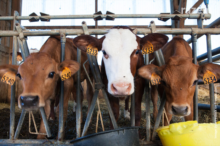 Posłanka pyta o&nbsp;obowiązkowy monitoring w&nbsp;ubojniach