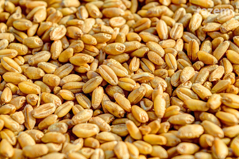 Problemy z&nbsp;transportem zboża z&nbsp;Ukrainy: deficyty infrastrukturalne przyczyną?