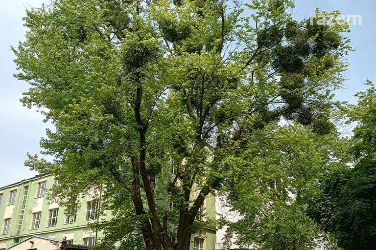 Jemioła atakuje: czy&nbsp;drzewa w&nbsp;polskich miastach są&nbsp;zagrożone?