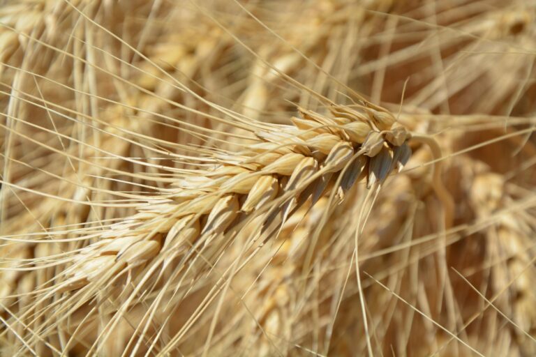 brown wheat plant
