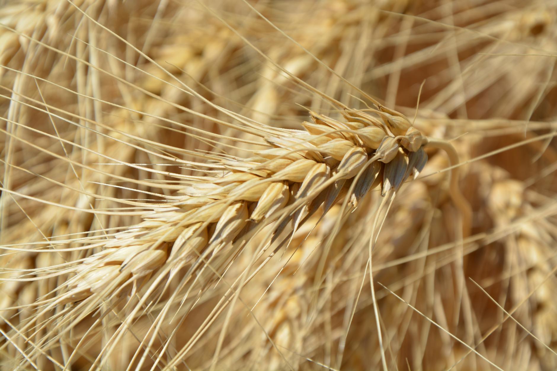 brown wheat plant