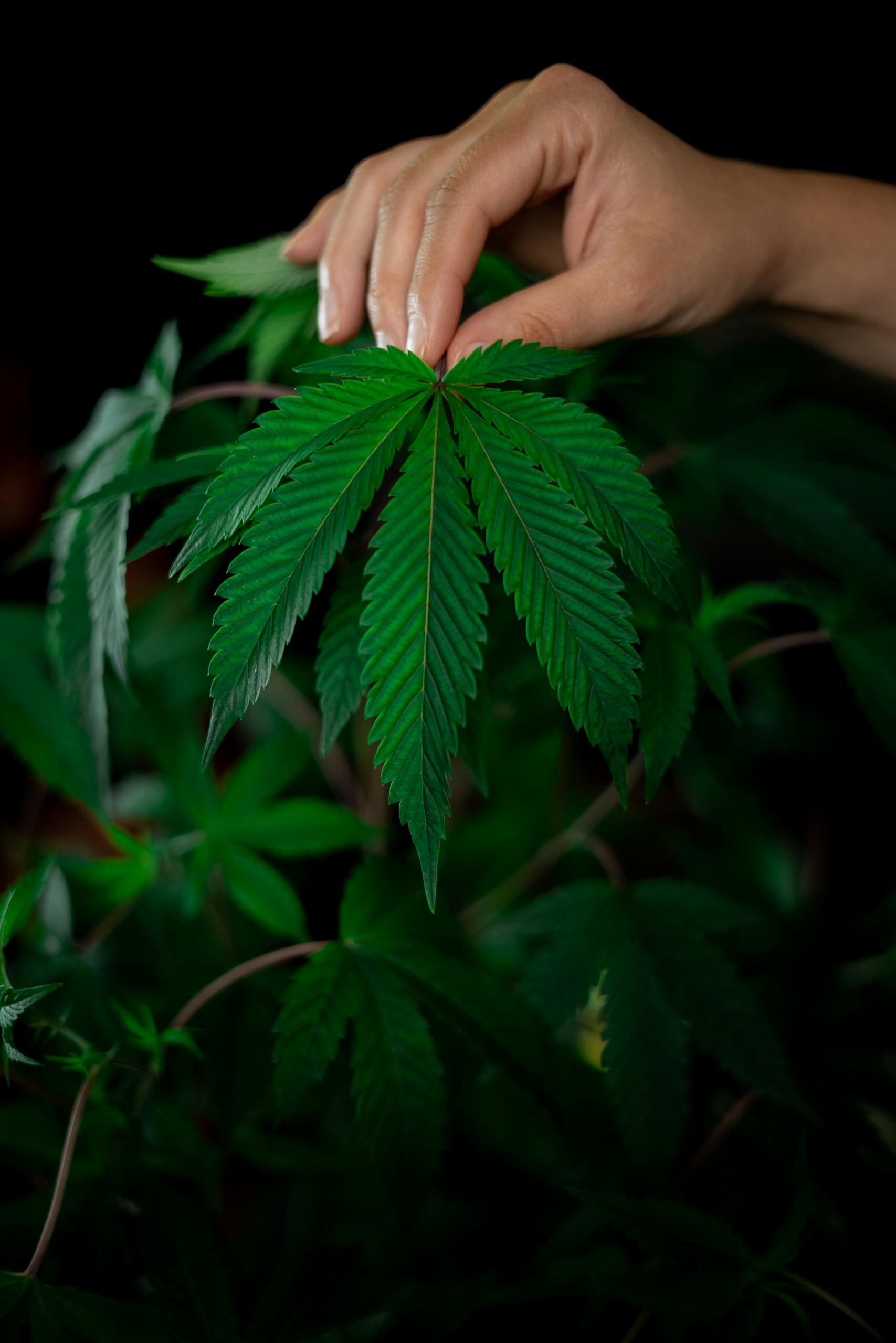 A hand gently holds a vibrant cannabis leaf against a dark background, showcasing its detail and freshness.