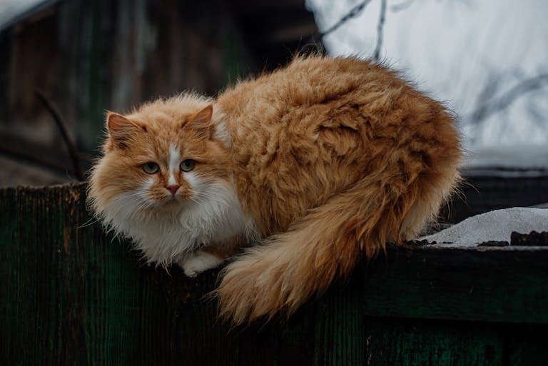 Adorable fluffy Siberian cat resting on a wooden fence outdoors.