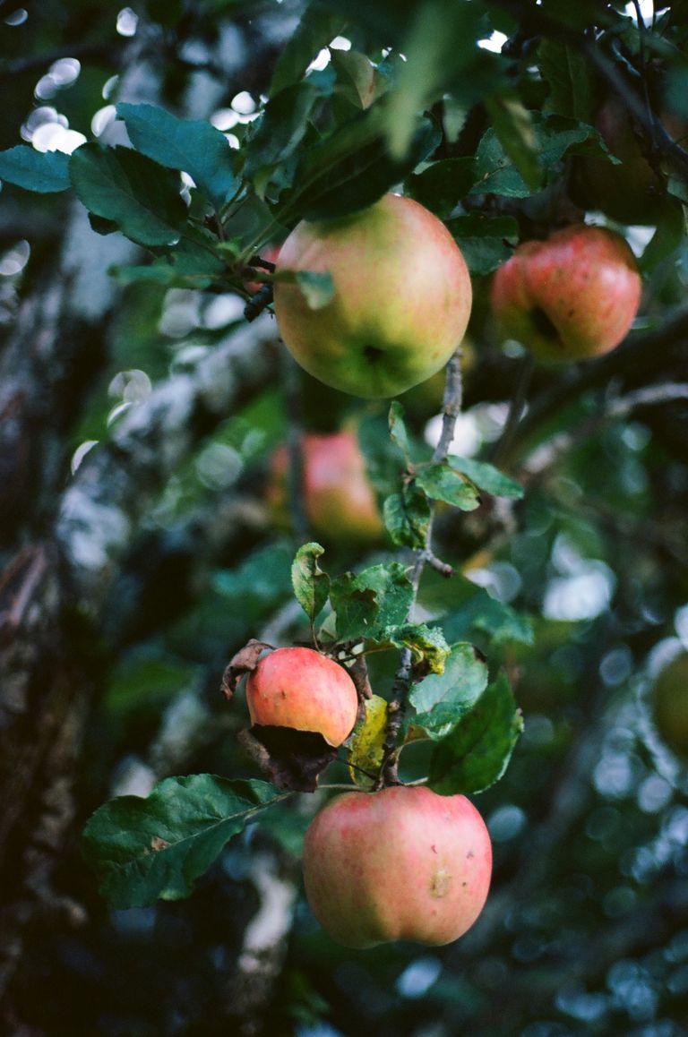 Close-up of ripe apples growing on a branch in an outdoor orchard.